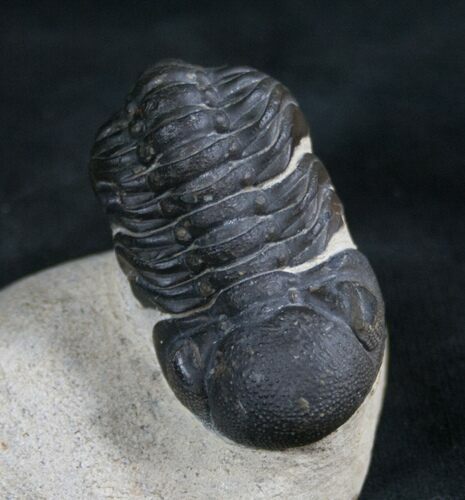 Phacops Trilobite From Morocco #8031